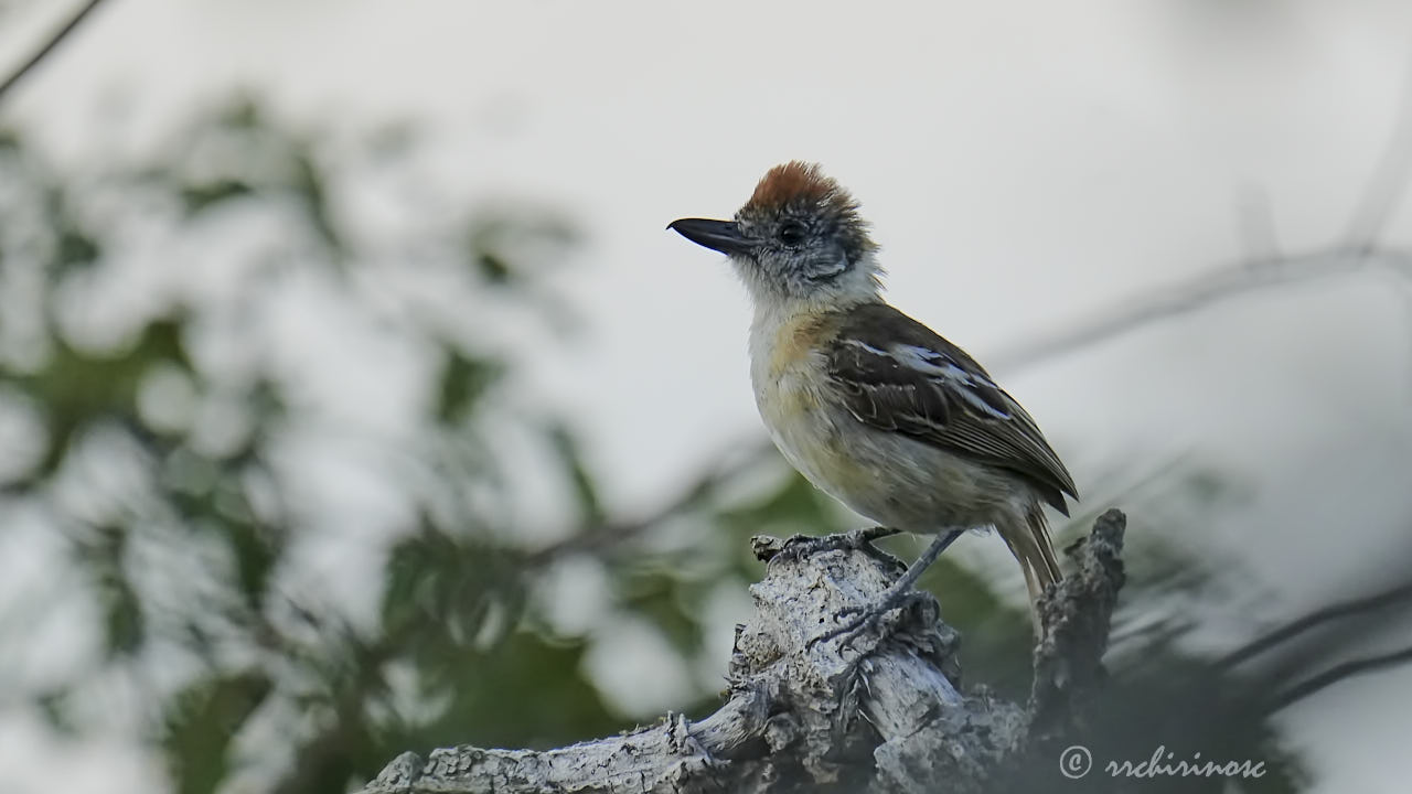 Collared antshrike