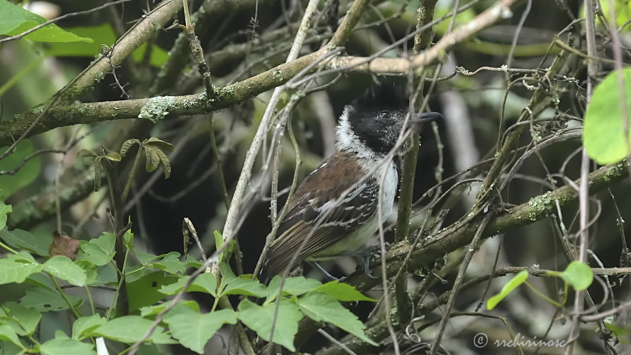 Collared antshrike