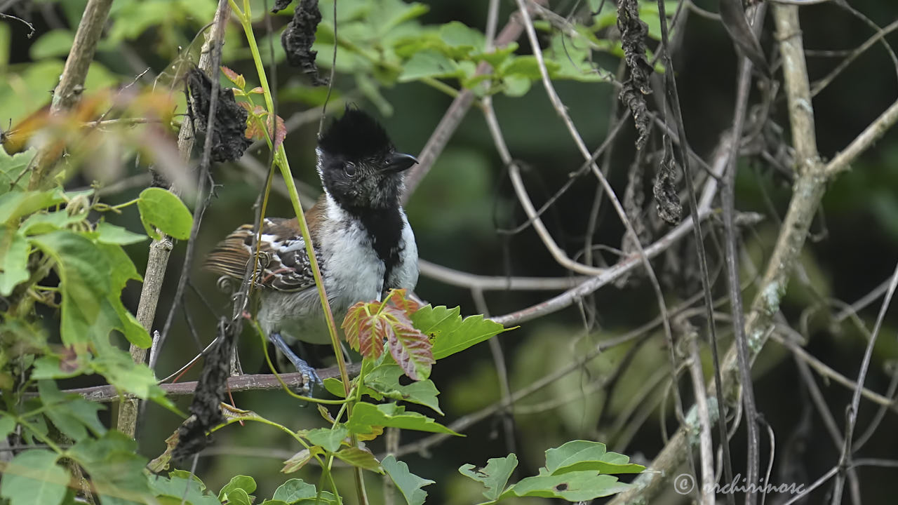 Collared antshrike