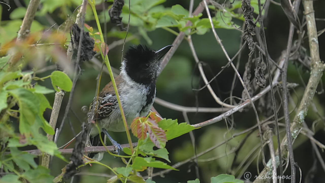 Collared antshrike