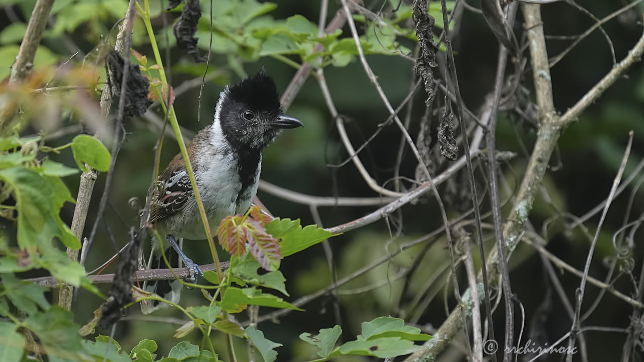Collared antshrike