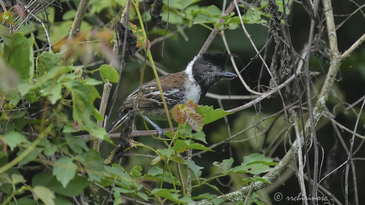 Collared antshrike