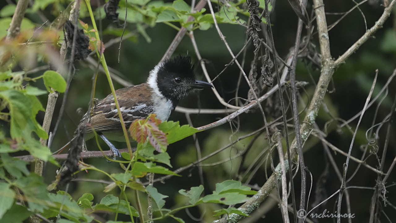 Collared antshrike