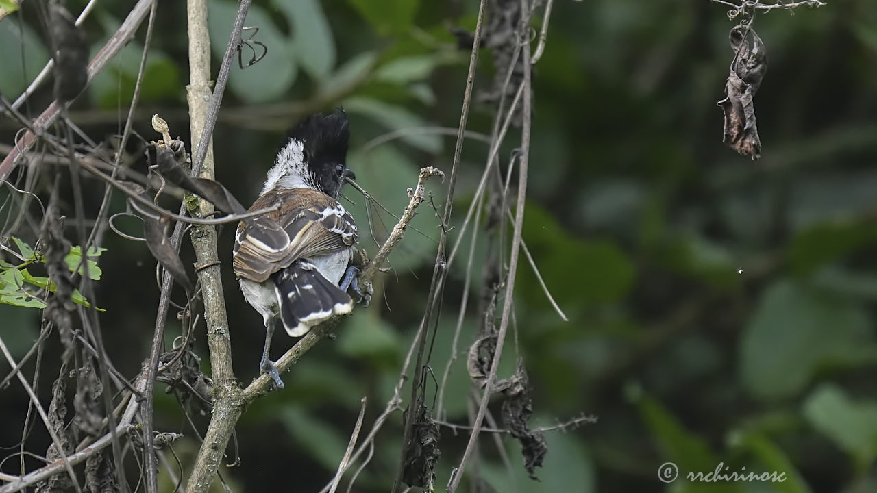 Collared antshrike