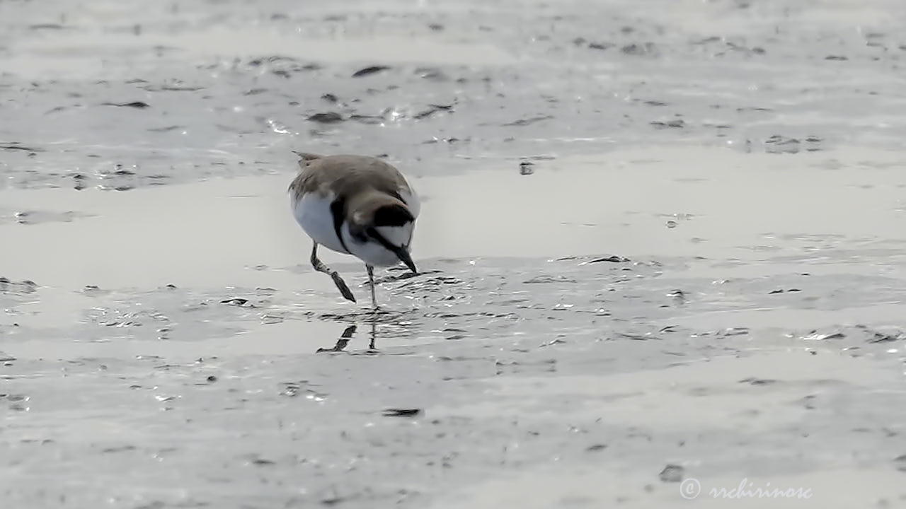 Collared plover