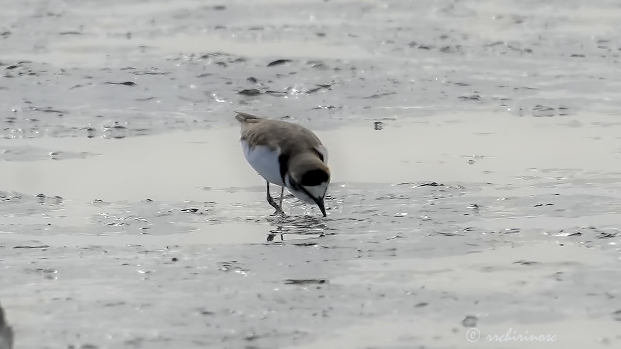 Collared plover