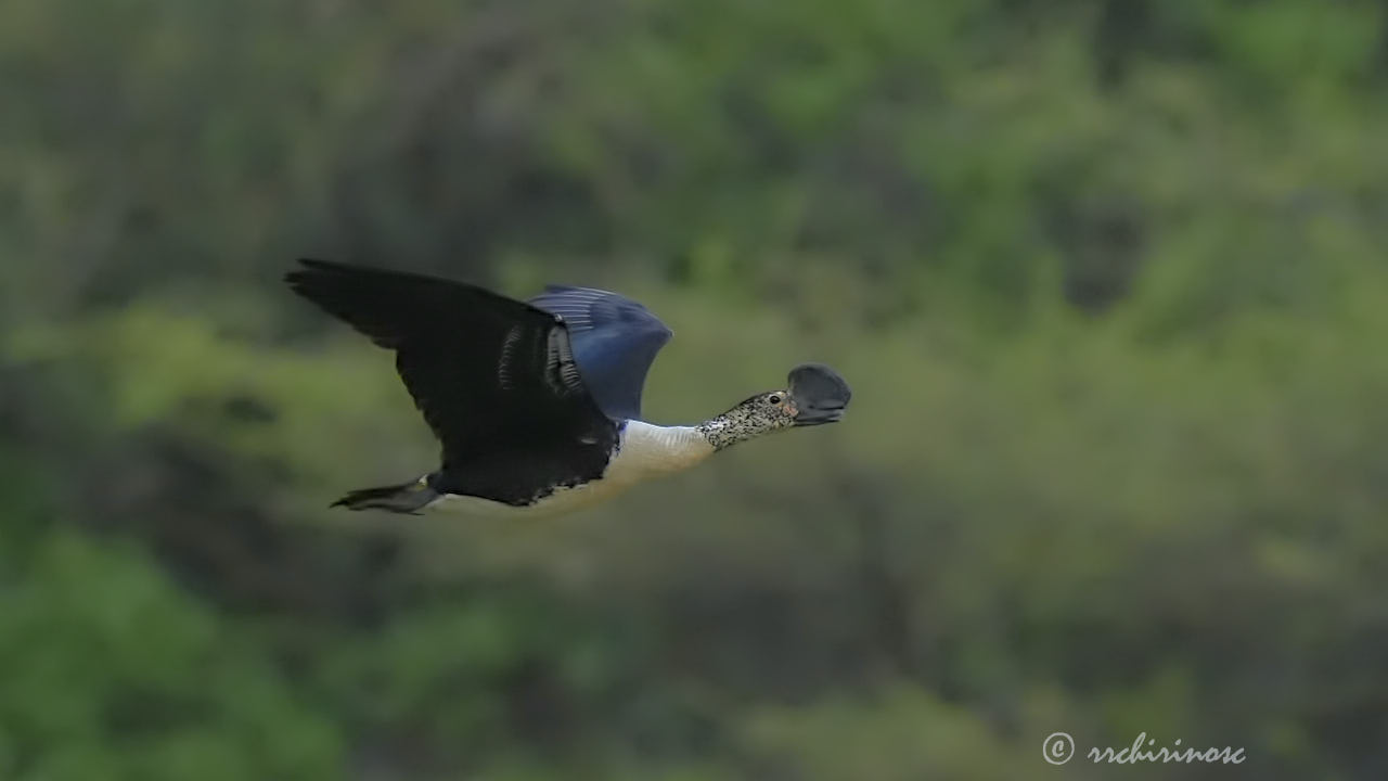 Comb duck