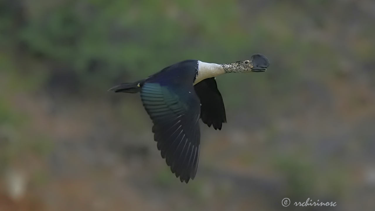 Comb duck