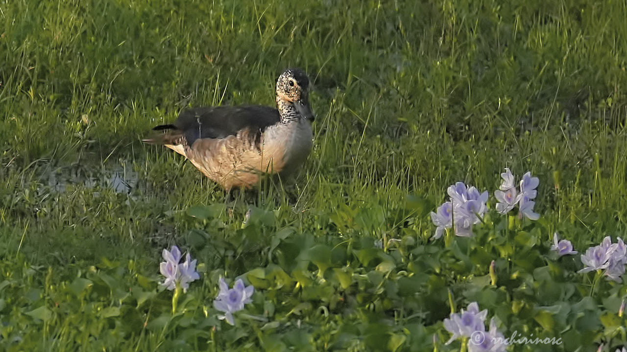 Comb duck