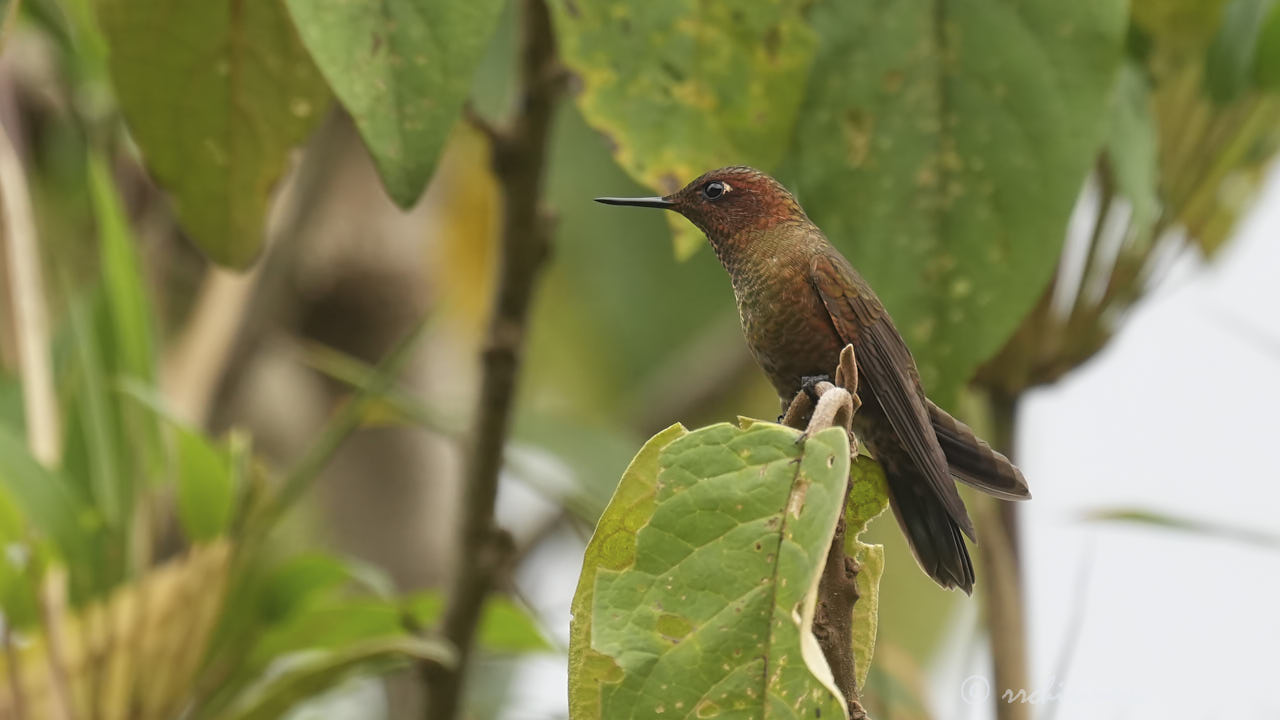 Coppery metaltail