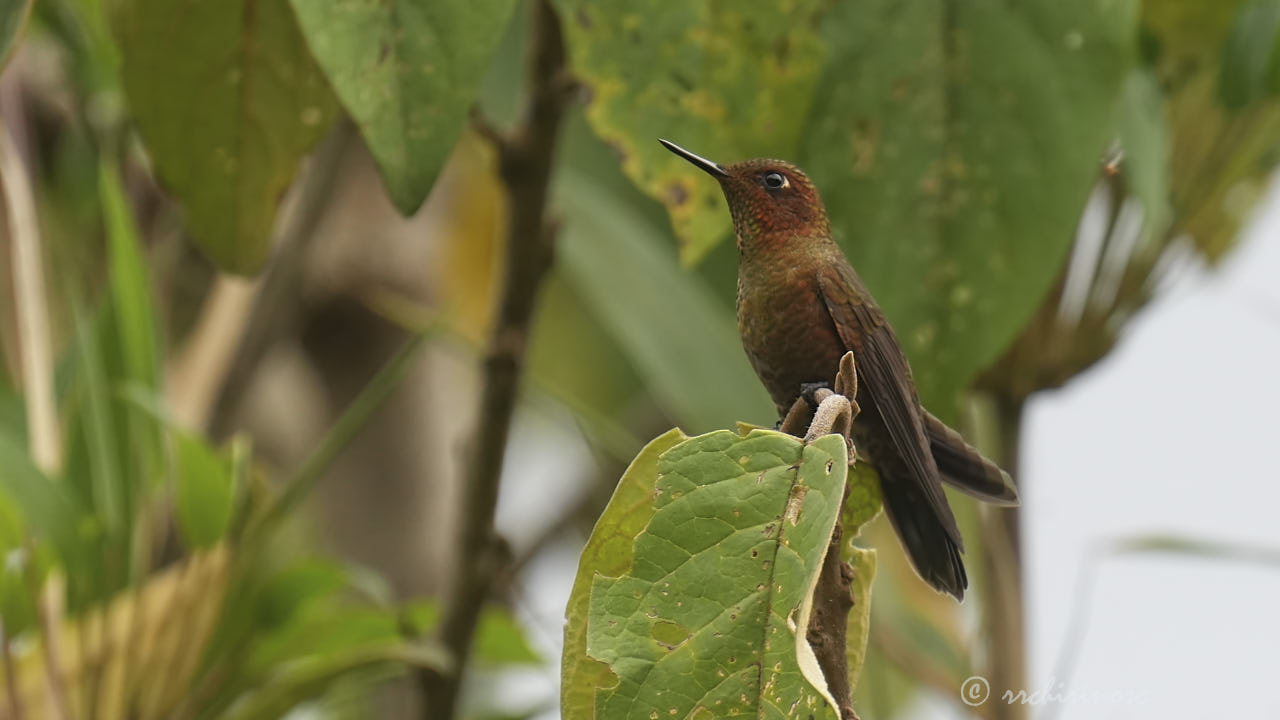 Coppery metaltail