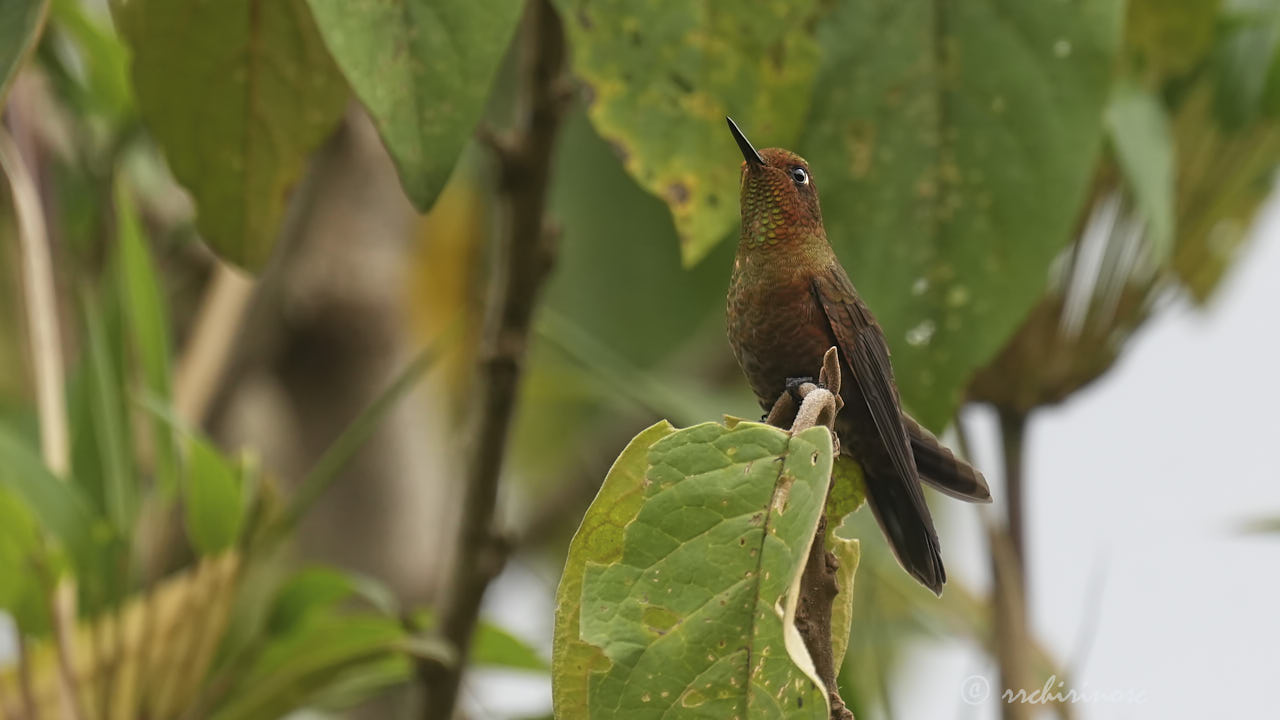 Coppery metaltail
