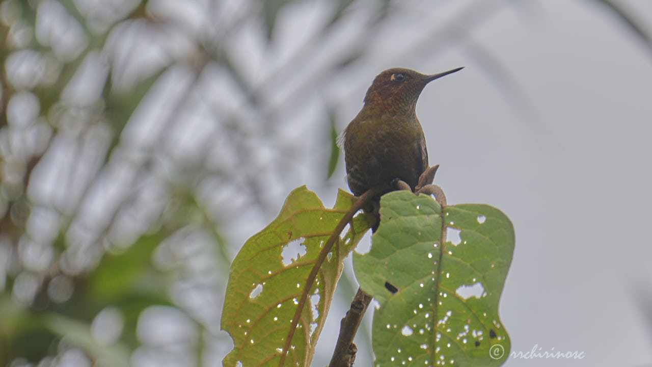 Coppery metaltail
