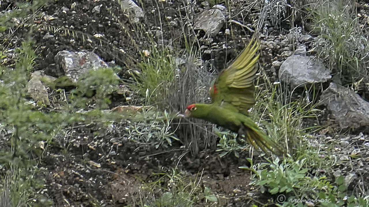 Cordilleran parakeet