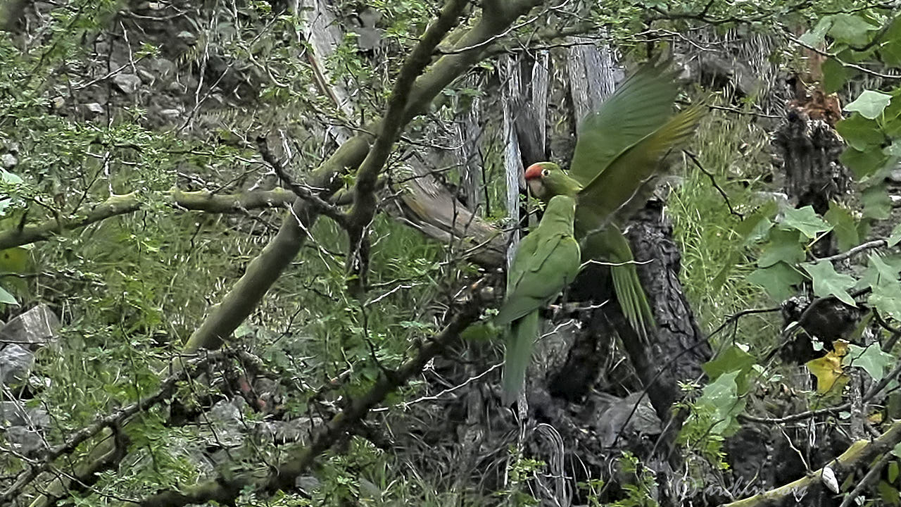 Cordilleran parakeet