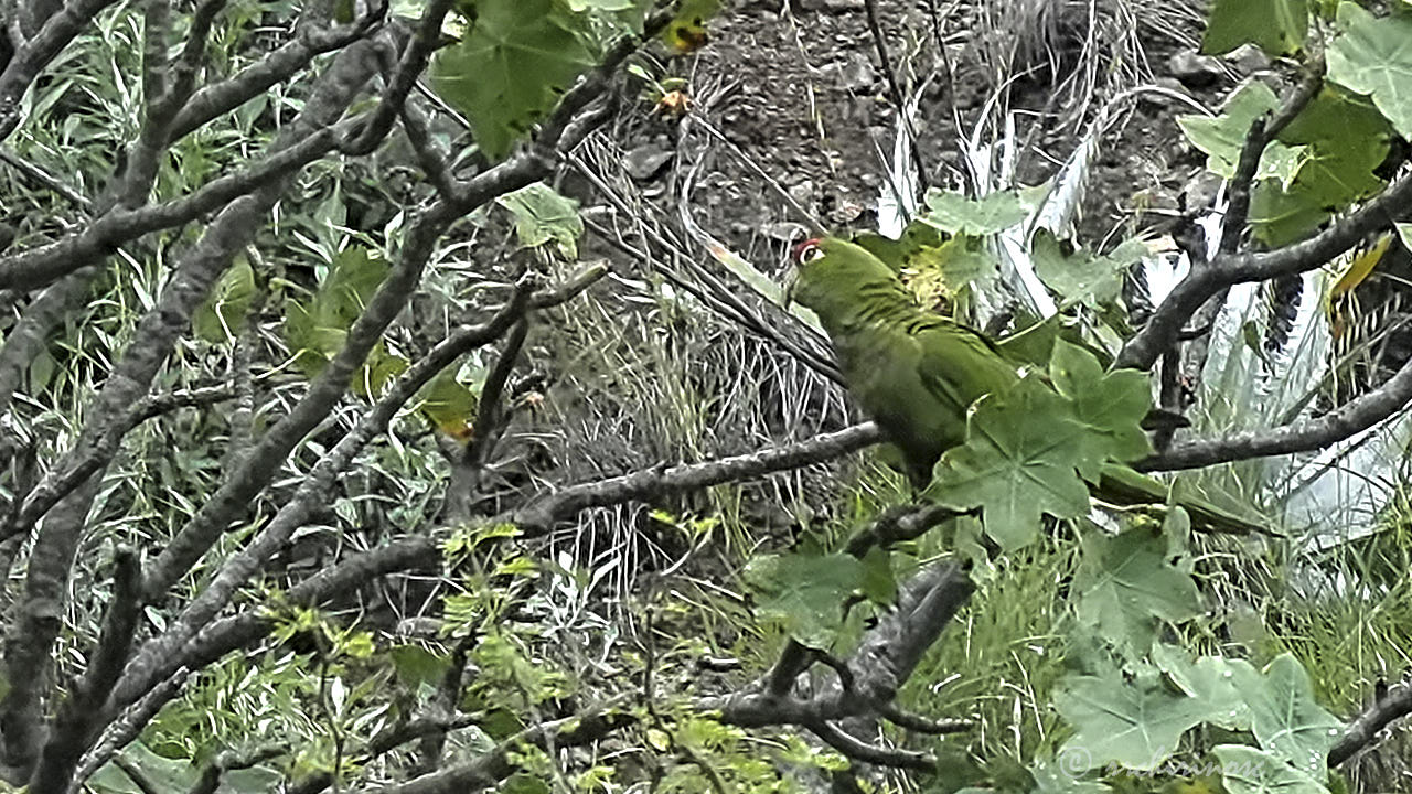 Cordilleran parakeet