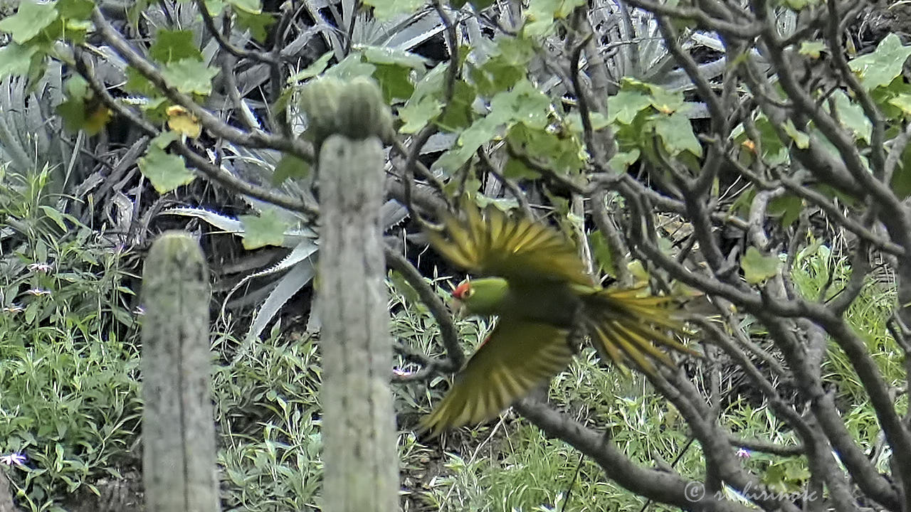 Cordilleran parakeet