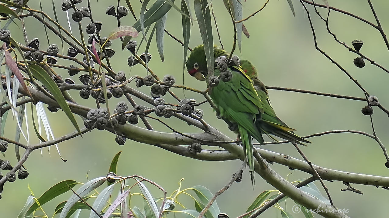 Cordilleran parakeet