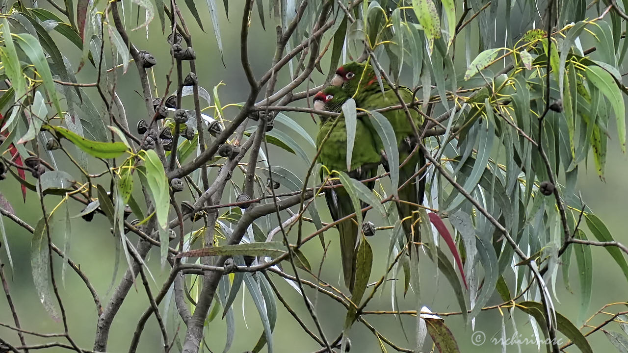 Cordilleran parakeet