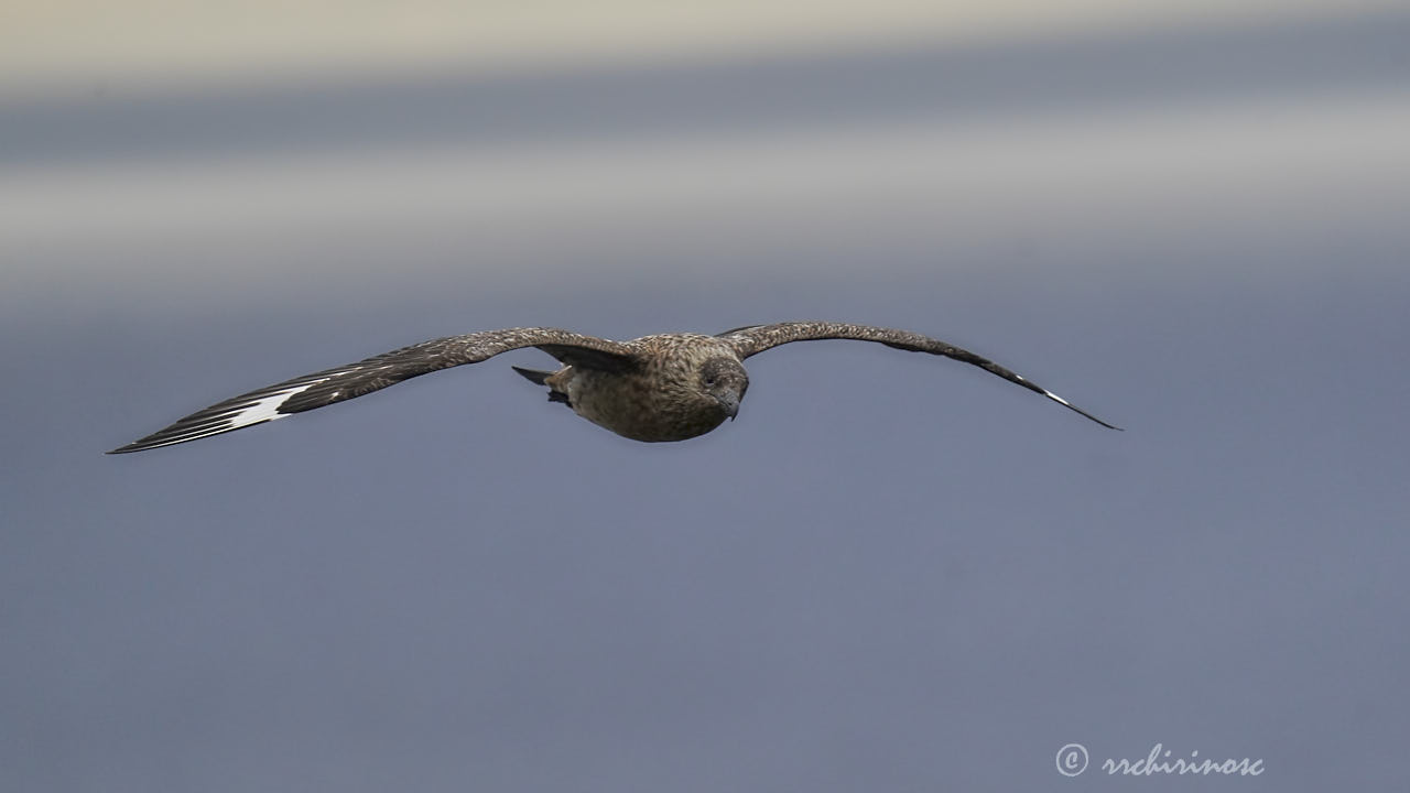 Great skua