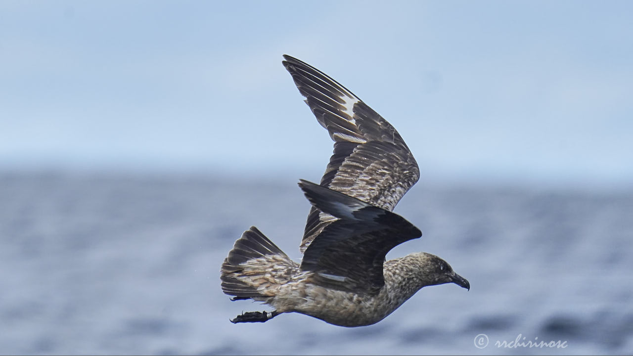 Great skua