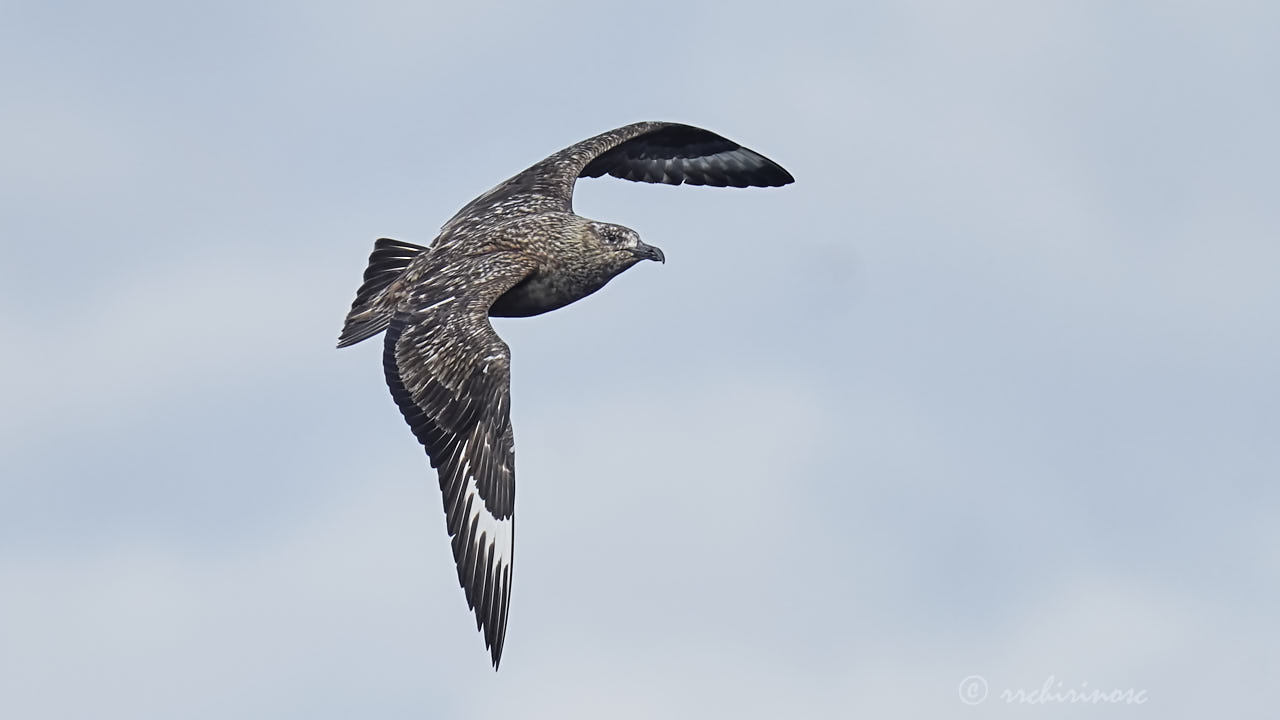 Great skua