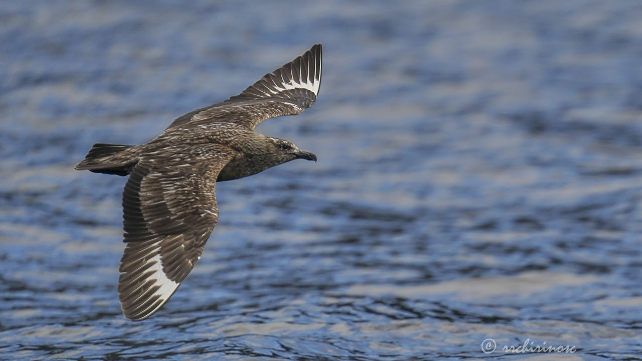 Great skua