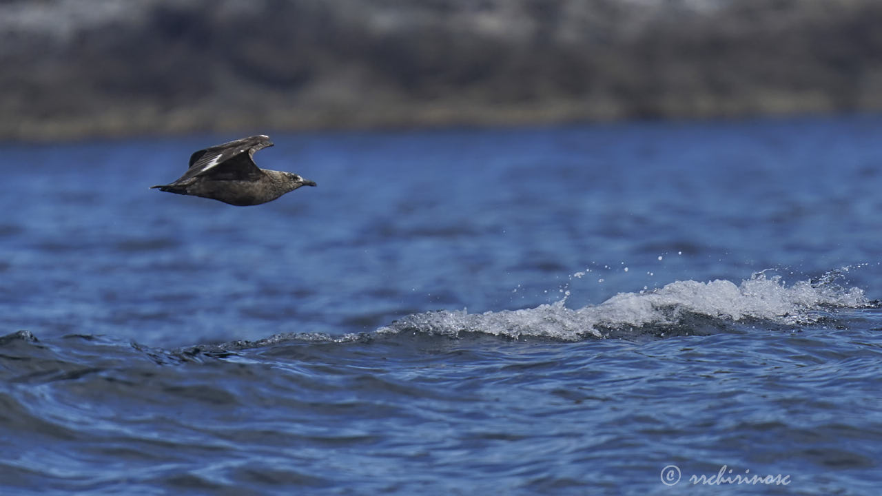 Great skua