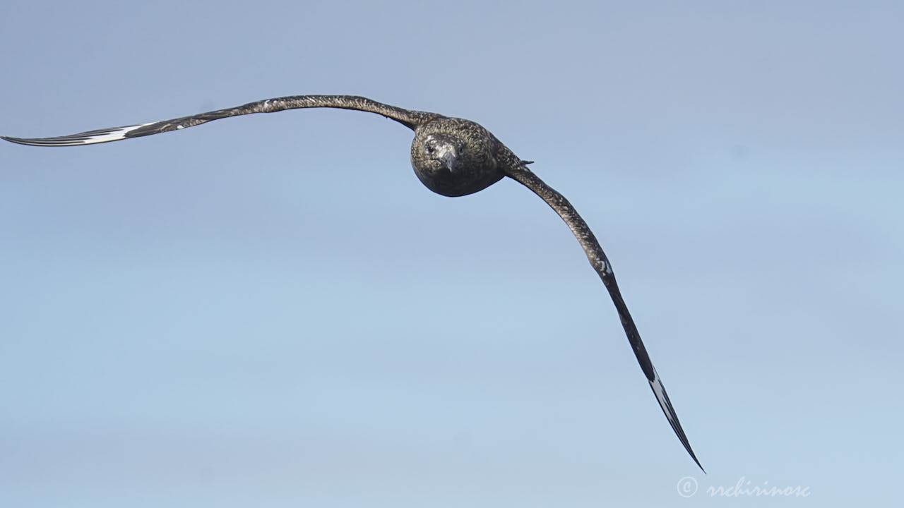 Great skua