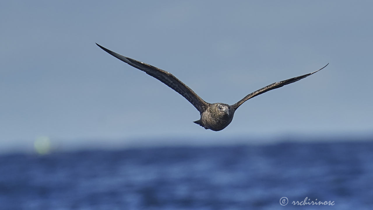 Great skua