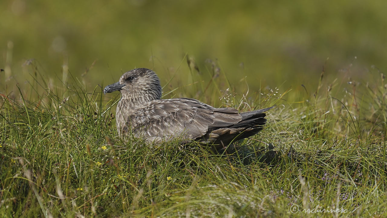 Great skua