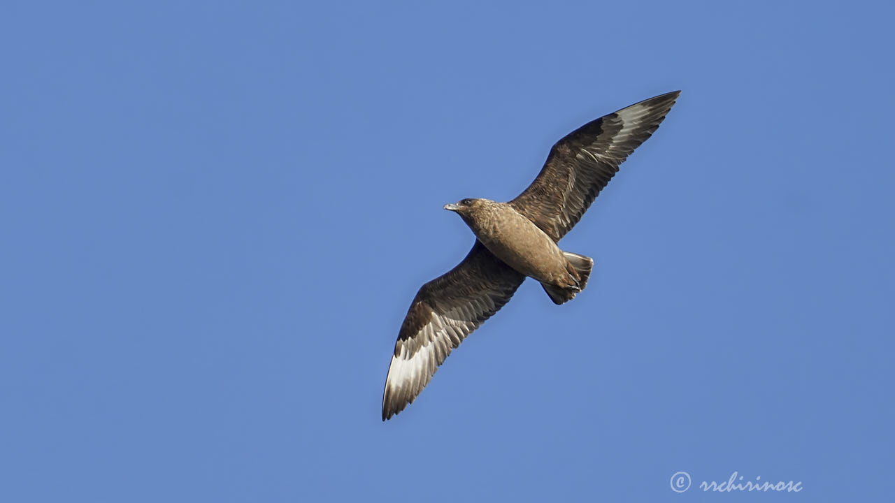 Great skua