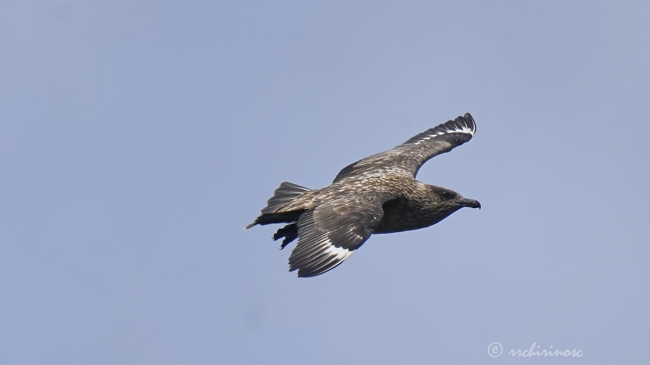 Great skua