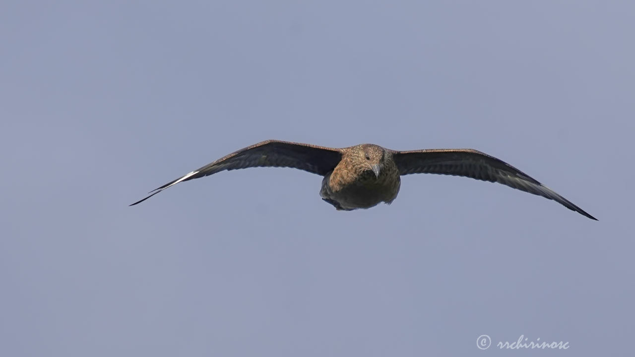 Great skua