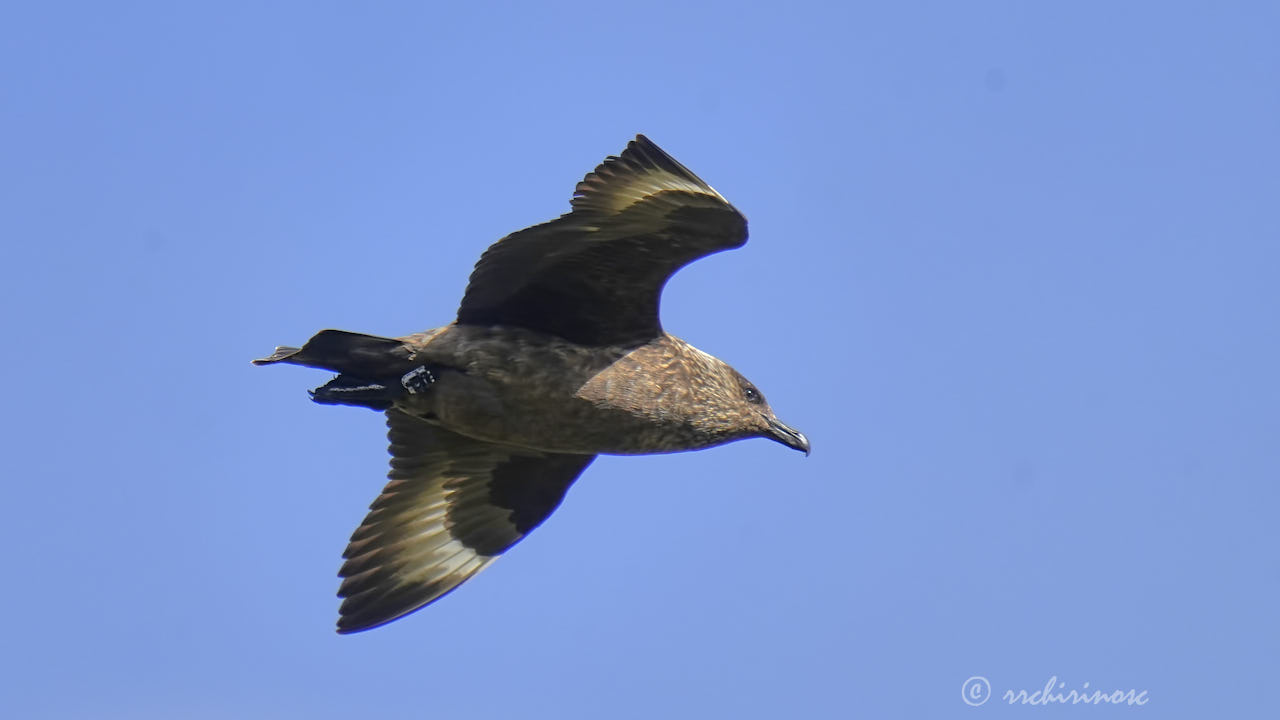 Great skua