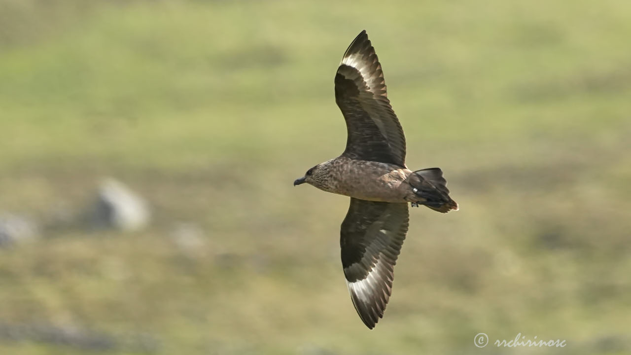 Great skua