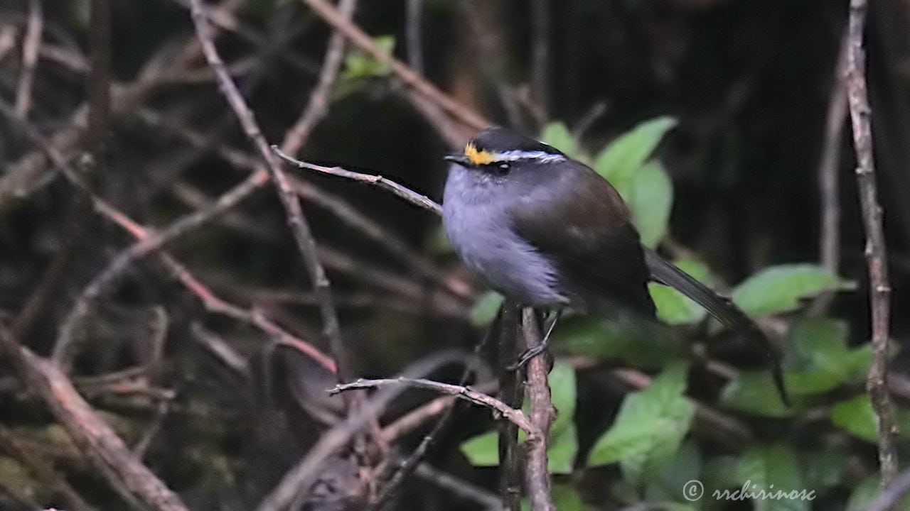 Crowned chat-tyrant