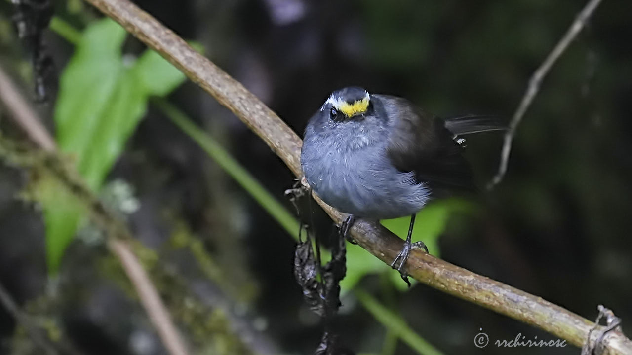 Crowned chat-tyrant
