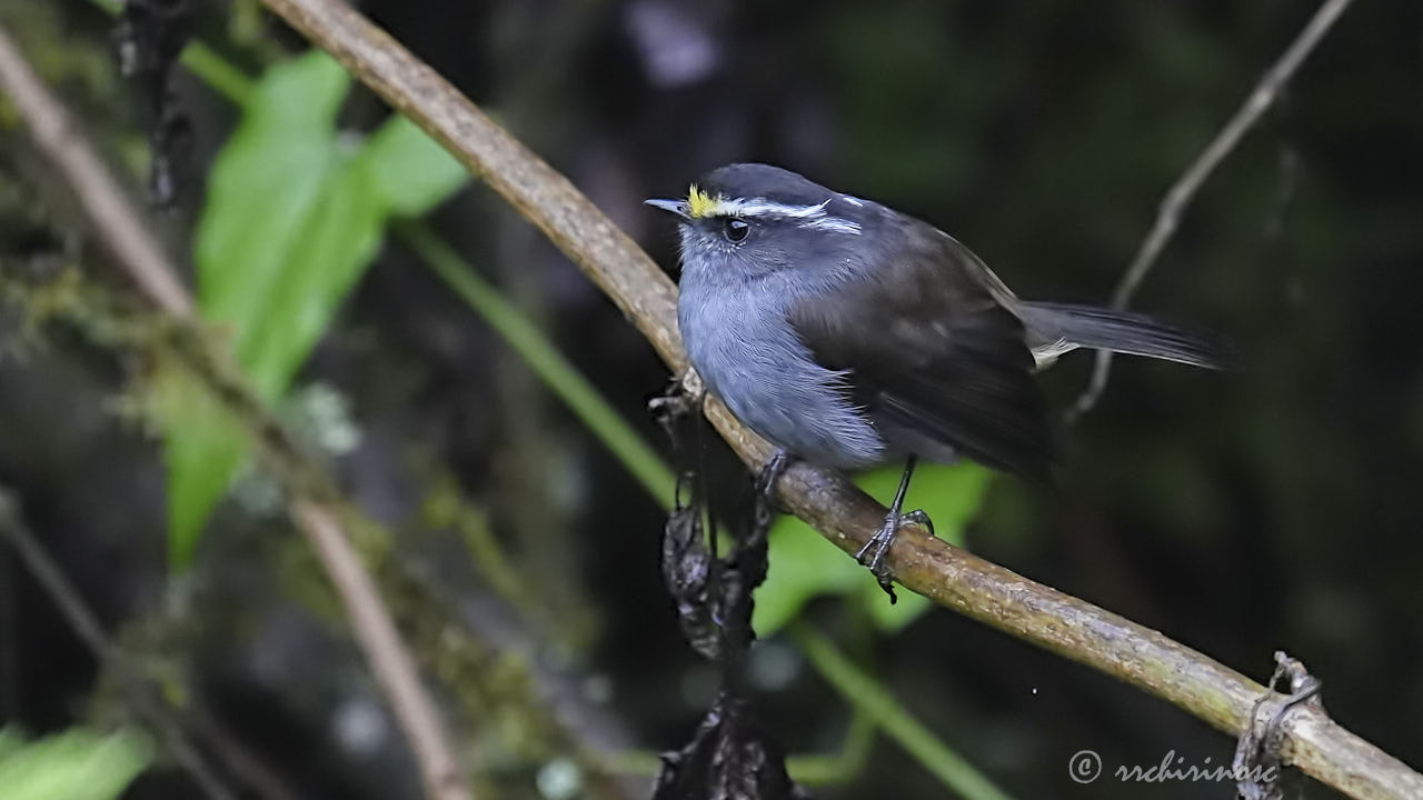 Crowned chat-tyrant