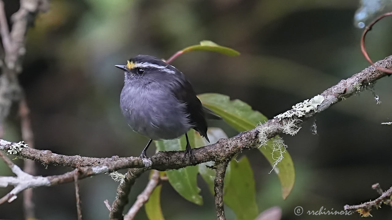 Crowned chat-tyrant