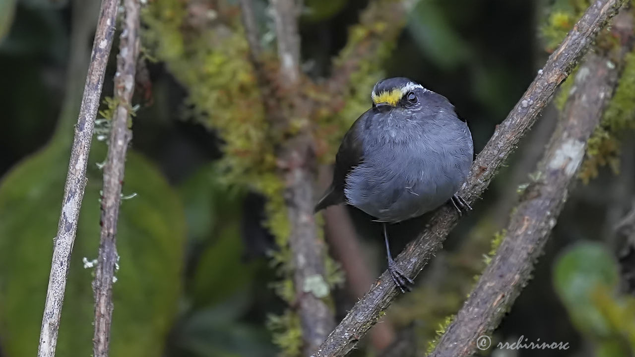 Crowned chat-tyrant