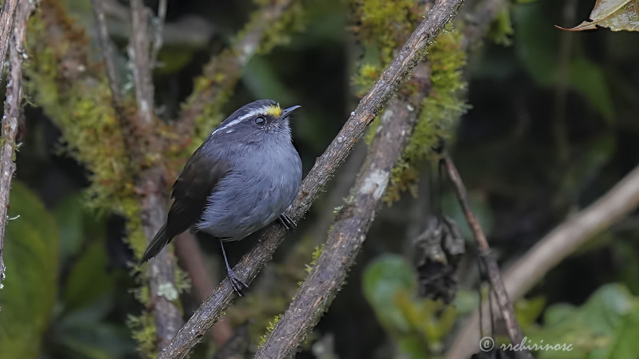 Crowned chat-tyrant