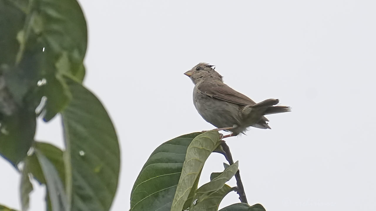 Dull-colored grassquit