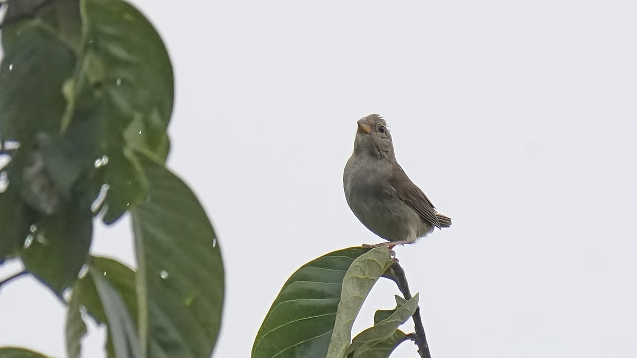 Dull-colored grassquit