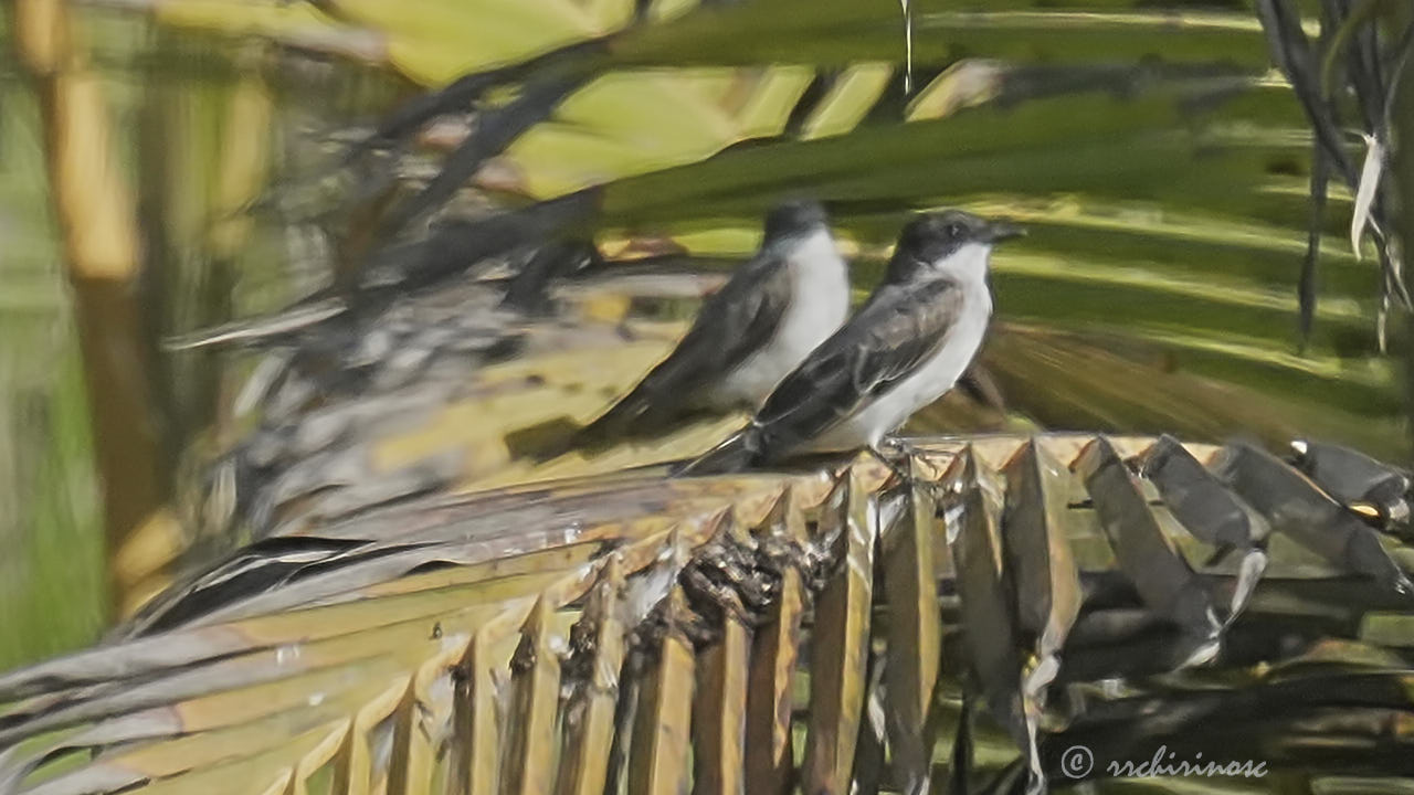 Eastern kingbird
