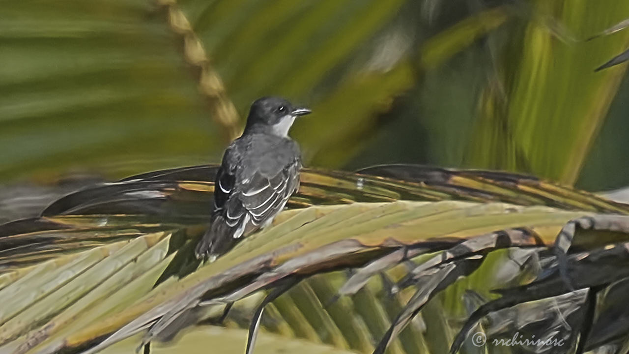 Eastern kingbird