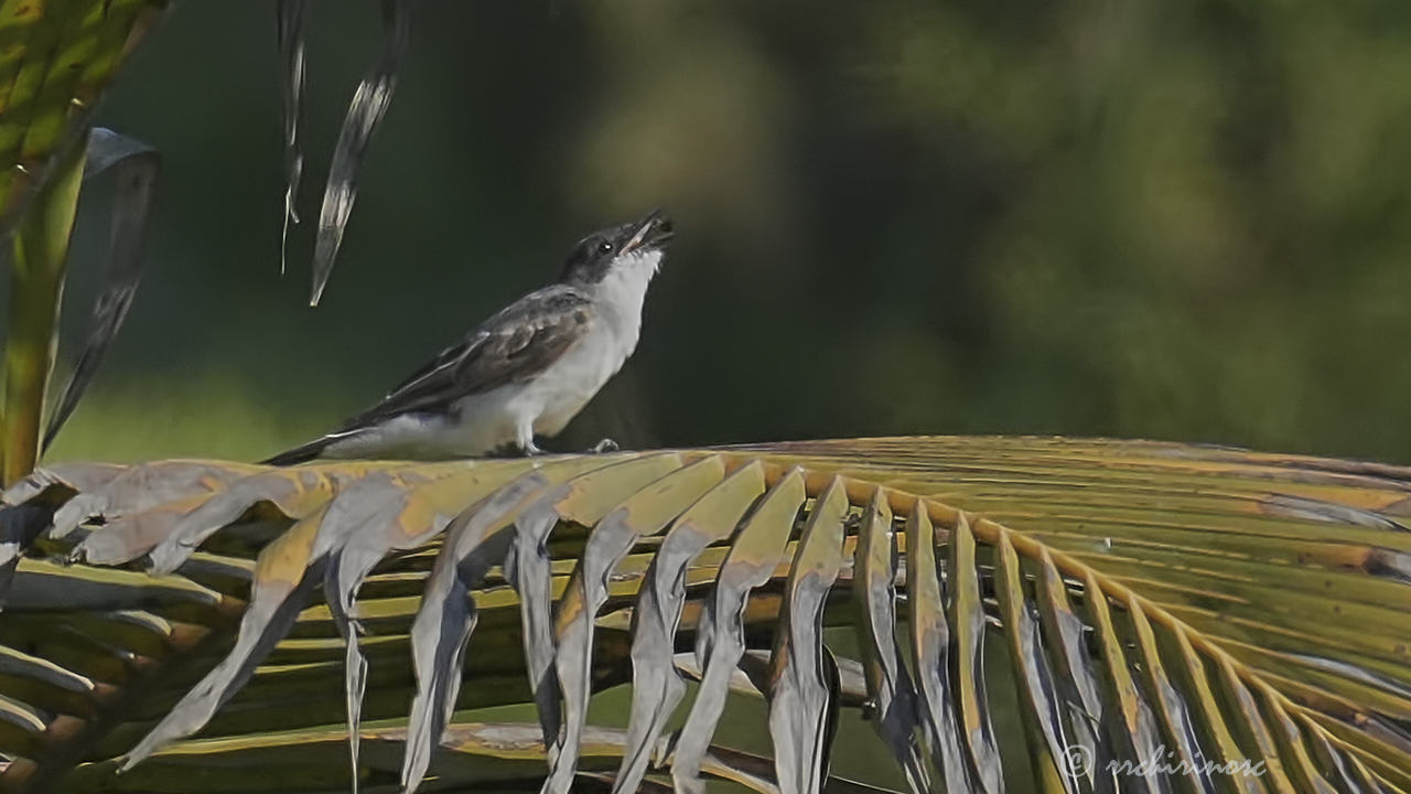 Eastern kingbird