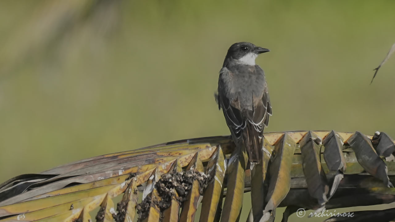 Eastern kingbird