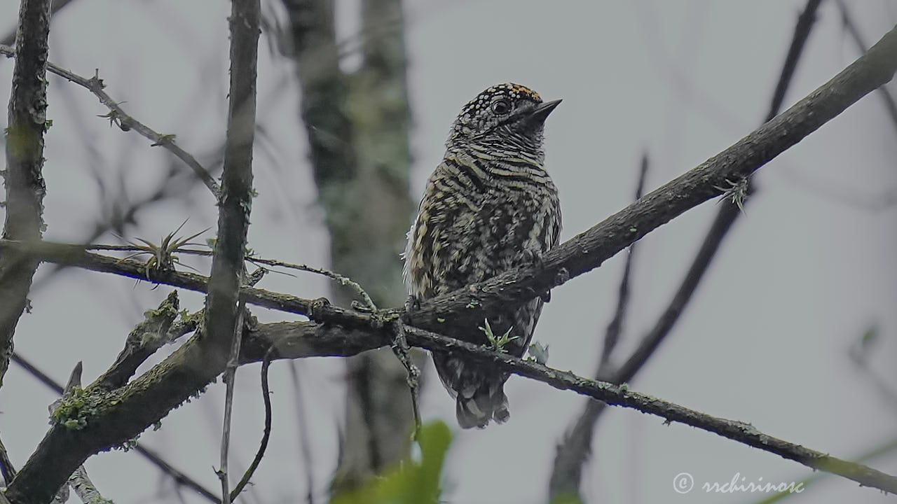 Ecuadorian piculet