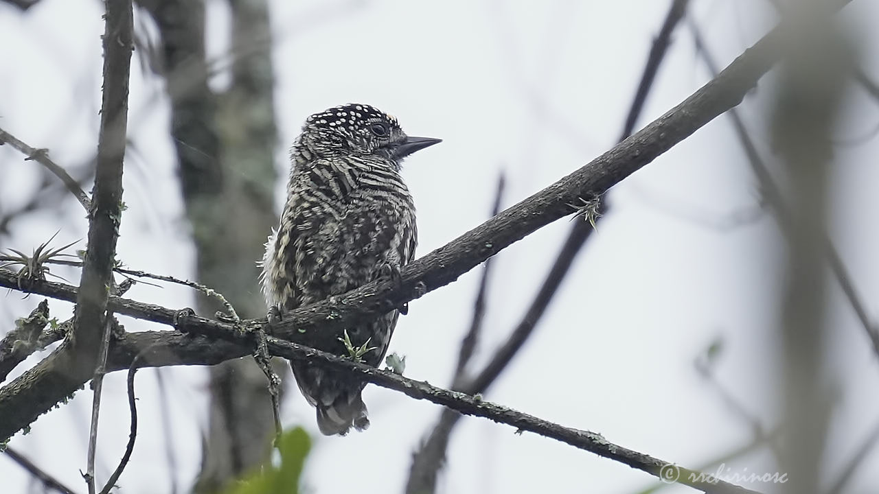 Ecuadorian piculet
